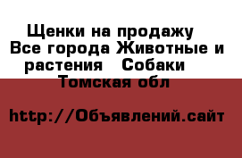 Щенки на продажу - Все города Животные и растения » Собаки   . Томская обл.